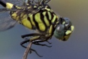 Kay: Australian Tiger Dragonfly